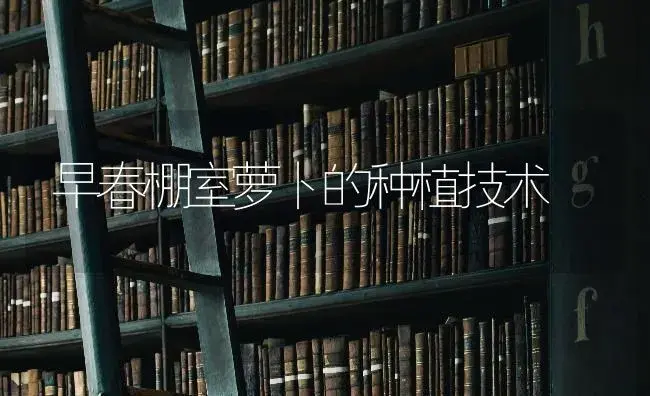 早春棚室萝卜的种植技术 | 蔬菜种植