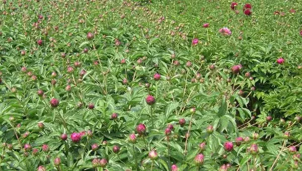 芍药怎么种 芍药花的种植方法与注意事项