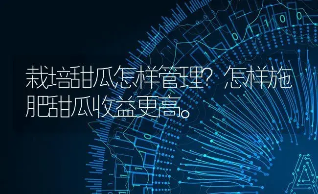 栽培甜瓜怎样管理？怎样施肥甜瓜收益更高。 | 蔬菜种植