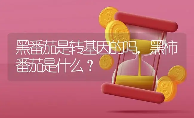 黑番茄是转基因的吗，黑柿番茄是什么？ | 蔬菜种植