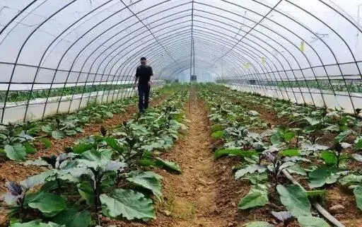 棚室蔬菜二氧化碳吊袋施肥技术