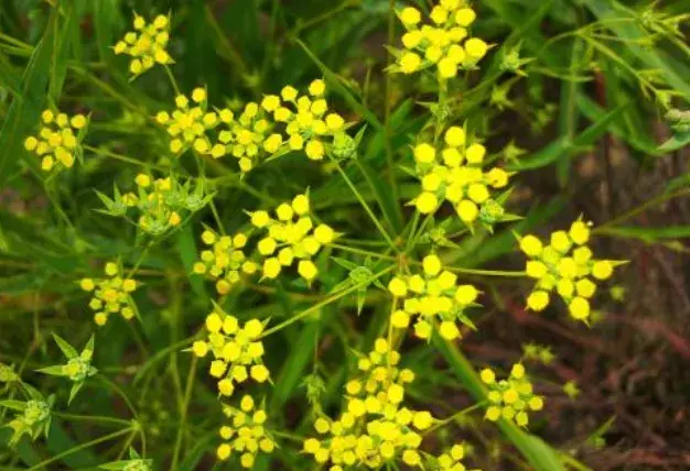 中药材柴胡仿野生种植技术