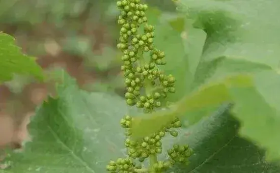 葡萄施肥的最佳时间