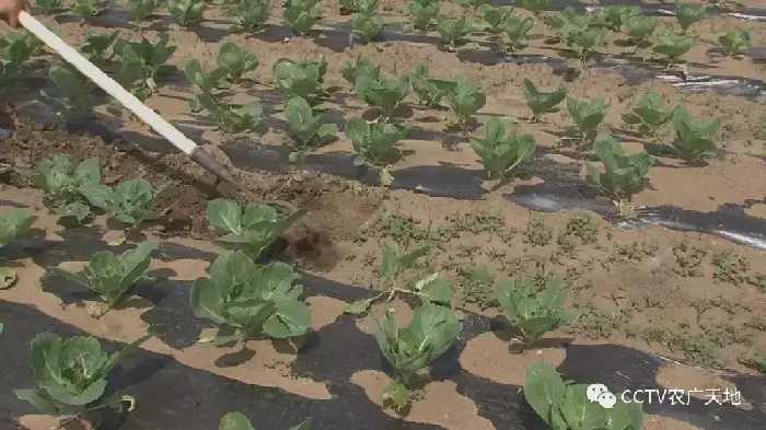 春甘蓝早熟高产种植技术