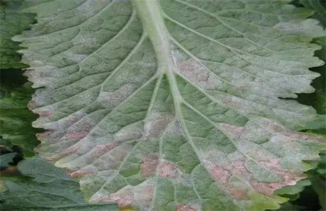 娃娃菜病虫害防治和治疗技术