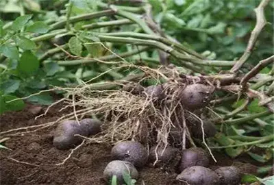 紫色马铃薯（紫土豆）几月能种？哪些地方适合种植紫土豆？怎么种才产量高？