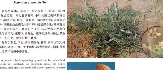 蔷薇科杂草