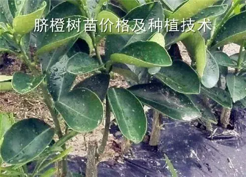 脐橙树苗价格多少钱一棵？详解栽培技术大全；