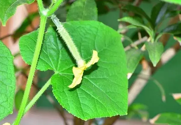 黄瓜套种苦瓜田间管理技术