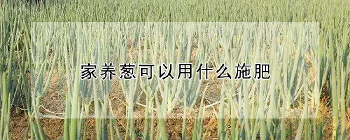 家养葱可以用什么施肥