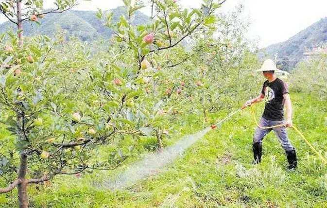 5、6月份苹果树施肥别大意，提质增产养分管理很重要！