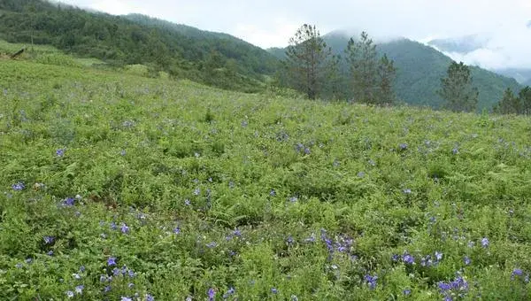 桔梗的种植季节 中药桔梗高产栽培技术