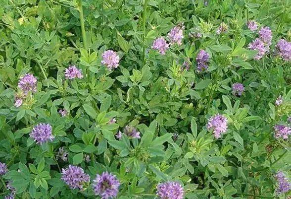 紫花苜蓿草的栽培时间和对策