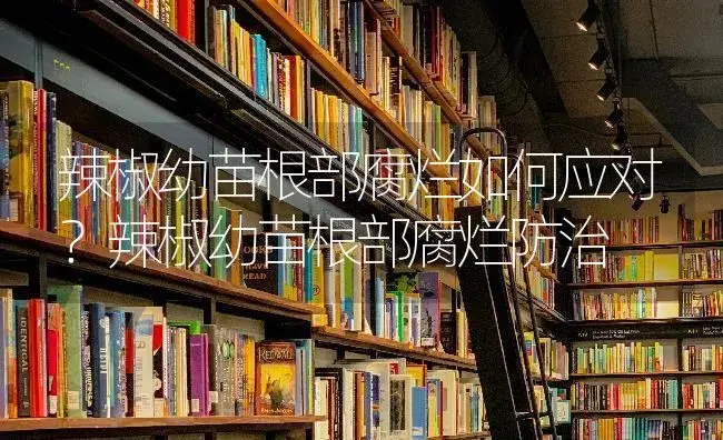 辣椒幼苗根部腐烂如何应对？辣椒幼苗根部腐烂防治 | 蔬菜种植