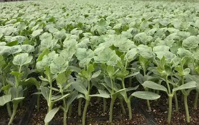 夏天蔬菜育苗难度大，需要掌握这几点