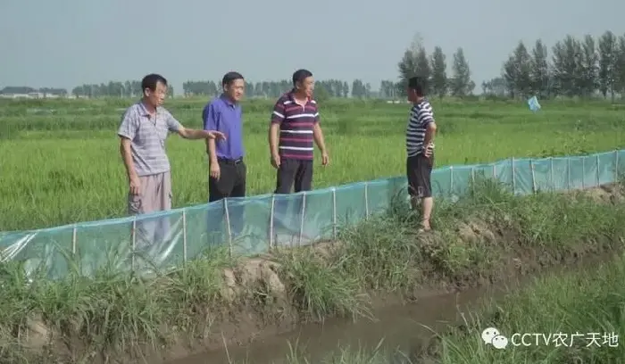 长春双阳区马场村李华靓水稻栽培“种”出来的好日子！