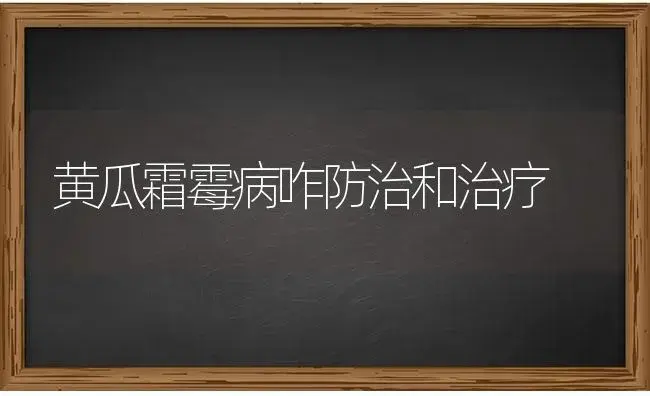 黄瓜霜霉病咋防治和治疗 | 蔬菜种植