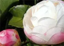 茶花枯枝病