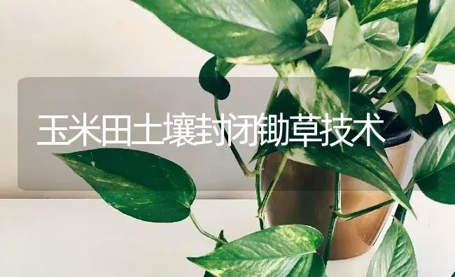 玉米田土壤封闭锄草技术 | 蔬菜种植