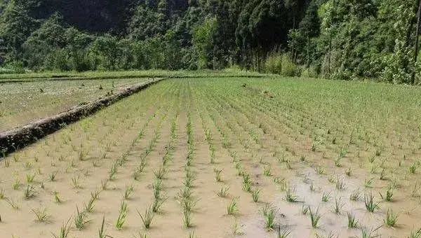 水稻插秧前施用底肥的原则以及插秧后的施肥要点