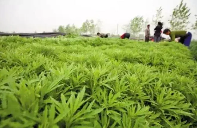 这几种芦蒿轮种栽培模式效益好，值得推荐！