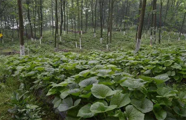 山葵如何栽培？山葵的栽培办法