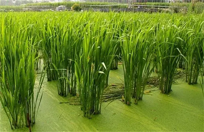 茭白怎样施肥