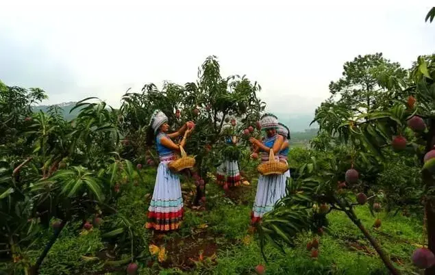 两招消除芒果异常落果