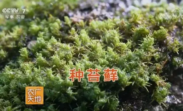 温从发种苔藓年赚500万，小苔藓成果大财富！