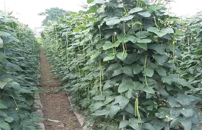 露地豇豆田间管理