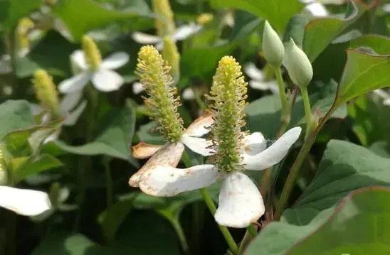 鱼腥草繁育和种植技术