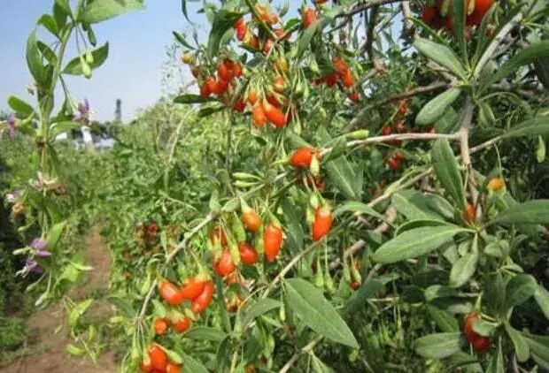 菜用枸杞配套种植技术