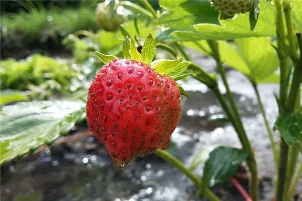 莴笋、茄子、辣椒、番茄等20种农作物分别怎么使用赤霉素增产?