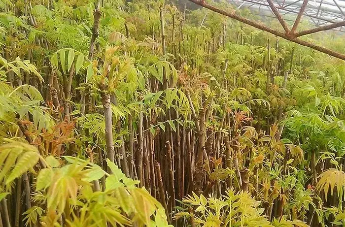 棚室香椿种植技术