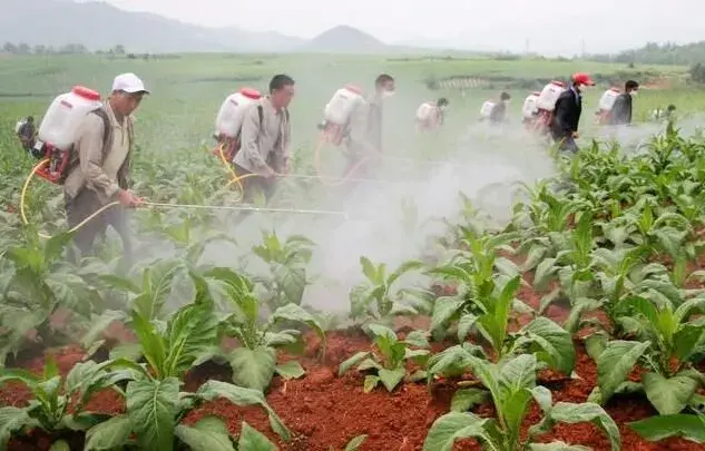 什么时候施用农药防治和治疗病虫草害成效好?