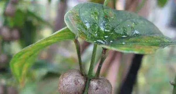 山药豆种植技术大全