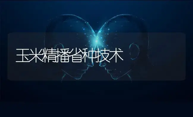 玉米精播省种技术 | 蔬菜种植