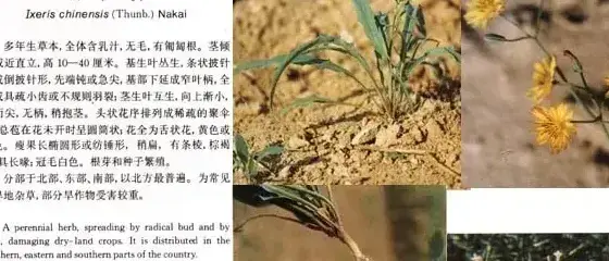 菊科杂草