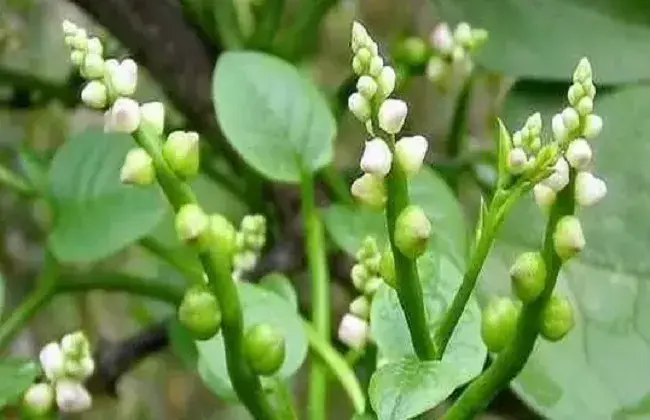 木耳菜的栽培时间与办法