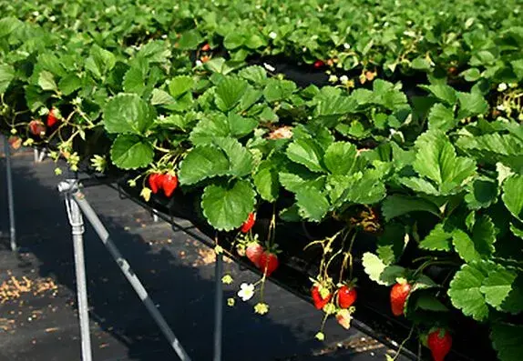 温室草莓基质种植技术视频