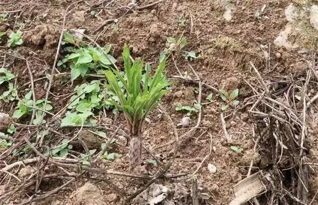 魔芋的施肥技术