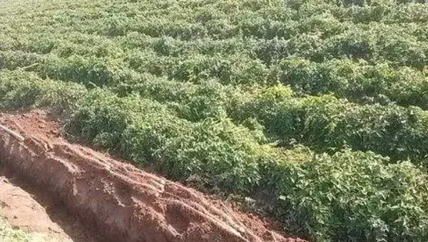 铁棍山药种植方法