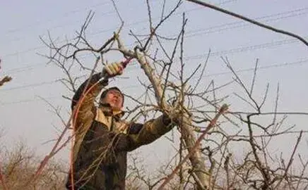 苹果树修剪六种错误做法