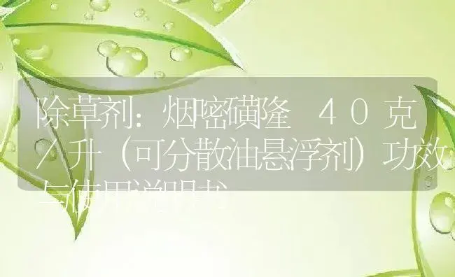 除草剂：烟嘧磺隆 40克/升（可分散油悬浮剂） | 适用防治对象及农作物使用方法说明书 | 植物农药