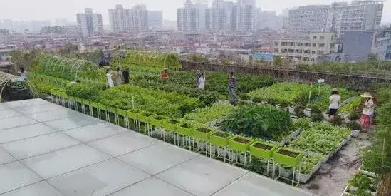 曹梦阳房顶种菜变农场 城市里的“空中农夫”