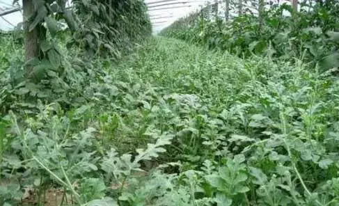 春西瓜套种豆角+秋西瓜套种西葫芦多茬轮套效益好
