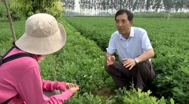 栽培夏花生好上加好,晚种几十天收益翻番！