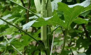 营养蔬菜秋葵怎么种？2019年种植前景如何？