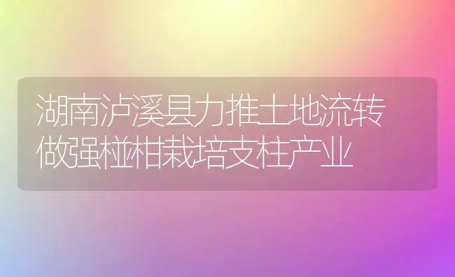 湖南泸溪县力推土地流转 做强椪柑栽培支柱产业 | 蔬菜种植