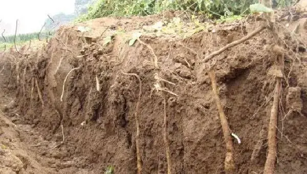 山药种植技术和病虫害防治